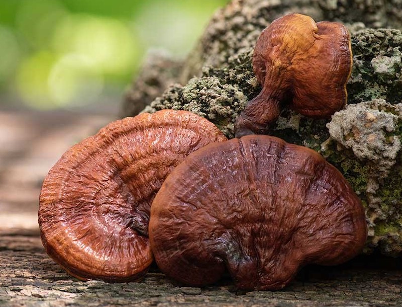 công dụng giảm cân nấm linh xanh